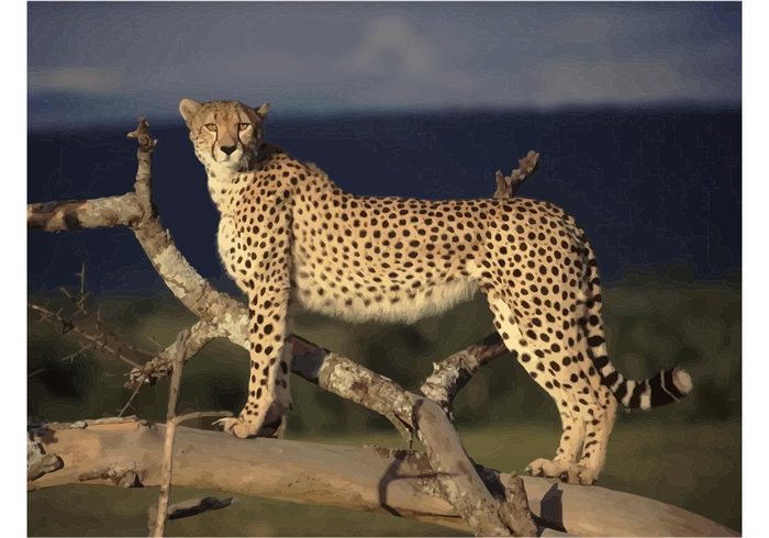 wildlife wallpaper tree Savannah Prey nature natural meal hunter Habitat cheetah cat animal  