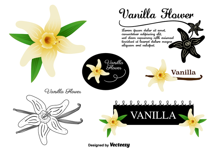 vanilla pods vanilla pod vanilla flowers vanilla flower vanilla spices Spice pod plant nature leaf Herb flavour aromatic 
