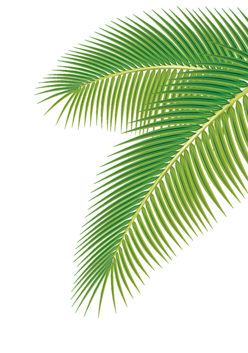 Set of green Palm leaves vector 01