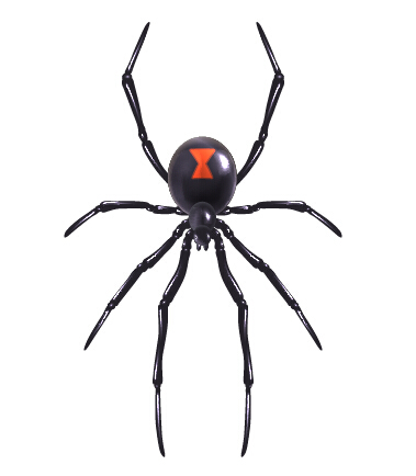 Realistic spider vector design