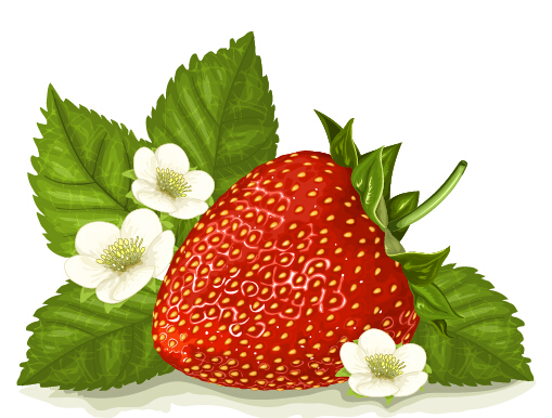 Strawberry with white flower vector