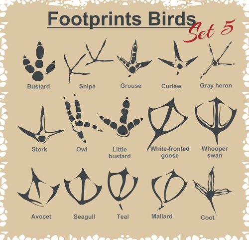Various footprints animals animal 
