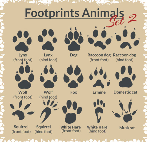 Various footprints animals 