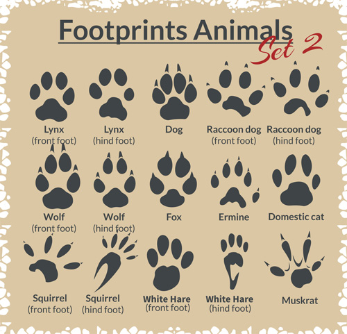 Various footprints animals design vectors 05