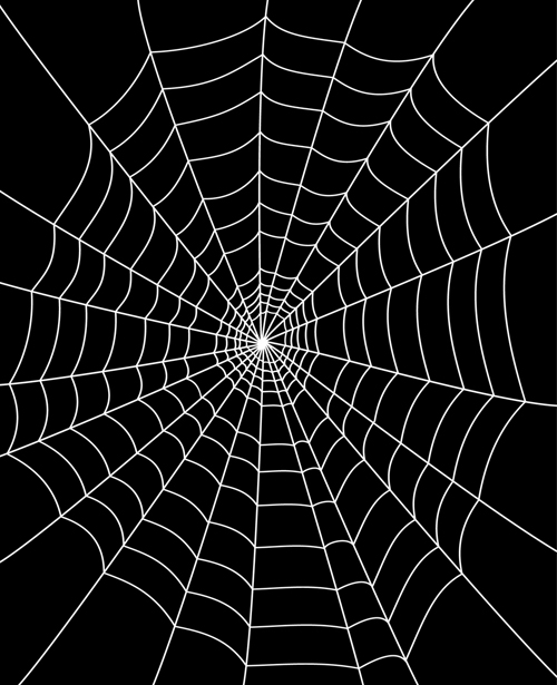 spider web spider 