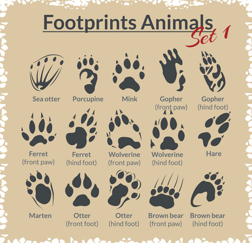 Various footprints animals design vectors 06