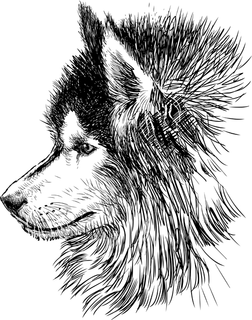 huskies hand-draw hand drawn dog 