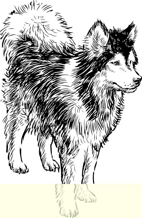 Hand drawn huskies dog vector 05
