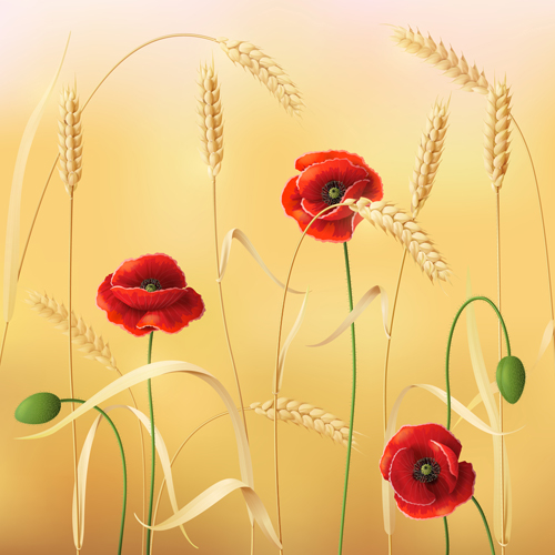 wheat poppy background 