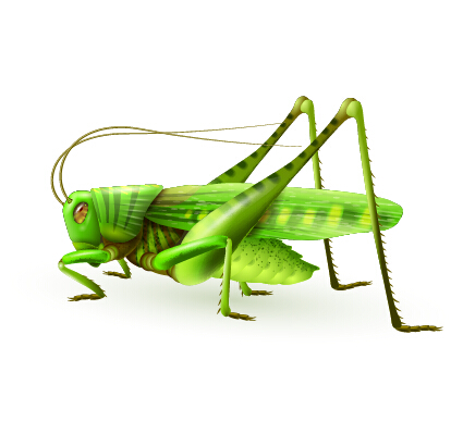 realistic Locust 
