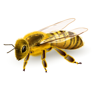 realistic bee 