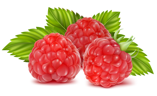 Fresh Fruits vector 05