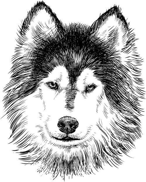 huskies hand-draw hand drawn 