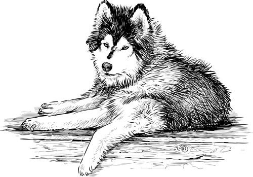 Hand drawn huskies dog vector 03
