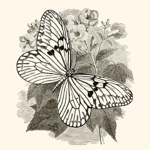 Hand drawn vintage butterflies vectors set 02