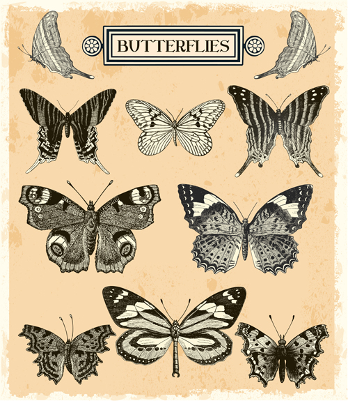 vintage Vectors hand-draw hand drawn butterflies 