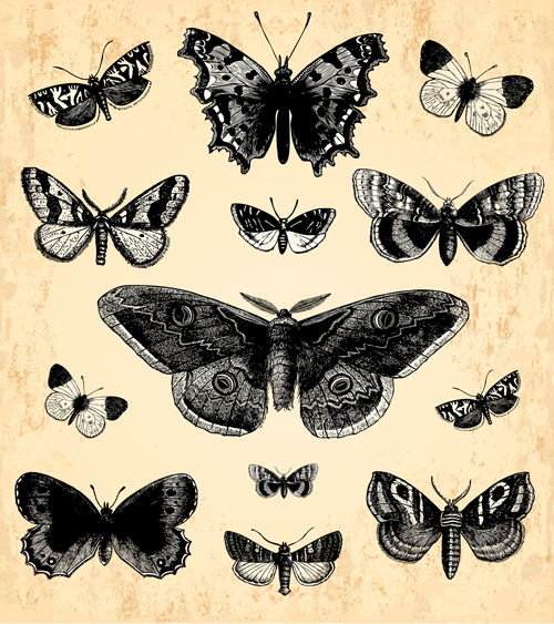 vintage Vectors image hand-draw hand drawn butterflies 