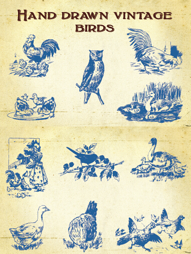 vintage material Hand drawing birds 