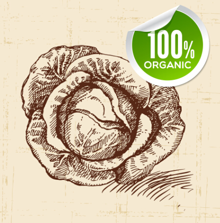 vegetables sticker organic hand drawn 