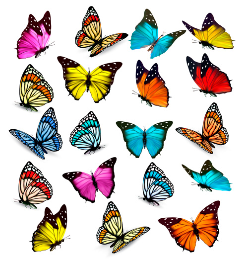 Various butterflies beautiful 