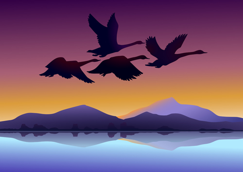 swan sunset background 
