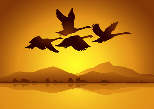 swan sunset flying background 