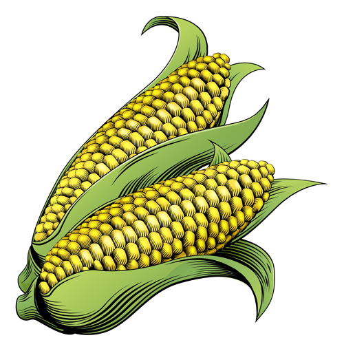 Hand drawn corn vector design 03