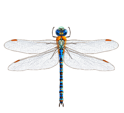 realistic dragonfly 