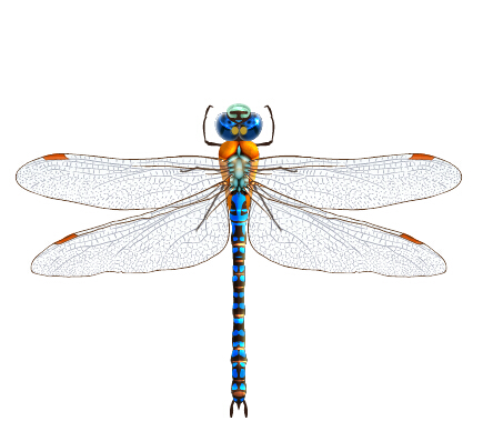 Realistic dragonfly vector material