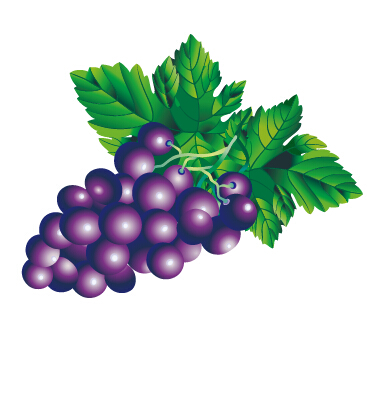 cy fresh grapes design vector set 01 Juicy fresh grapes design vector set 01