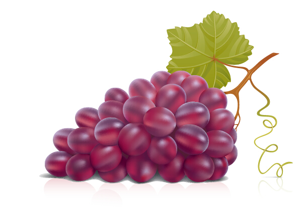 cy fresh grapes design vector set 02 Juicy fresh grapes design vector set 02