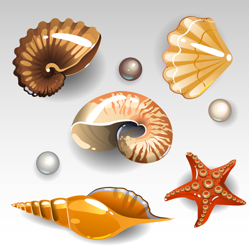 shining seashells 
