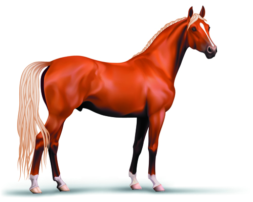 vivid horses horse 