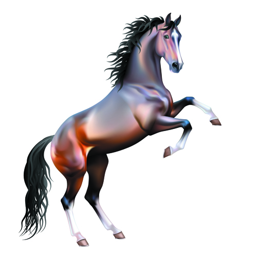 vivid horses horse 
