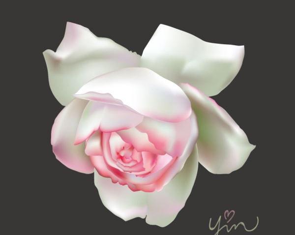 white rose pink beautiful 