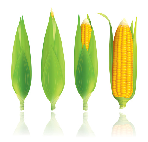 sign realistic corn 