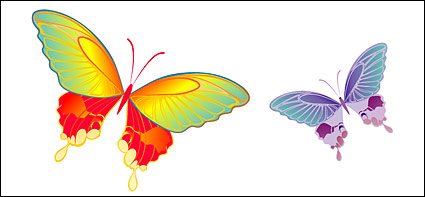 elements element colorful butterfly 