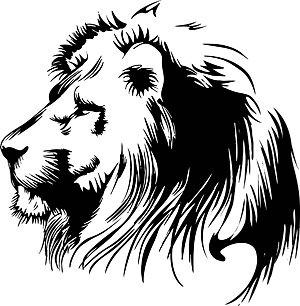 lion head lion hand drawn 
