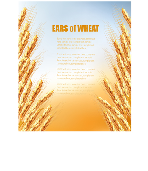 wheat vector background golden background 