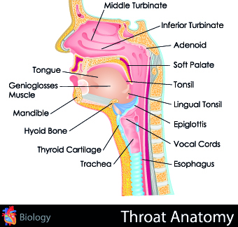 Creative Biology with Medicine infographic vector 01