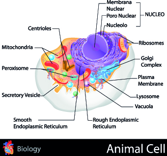 medicine infographic creative Biology 