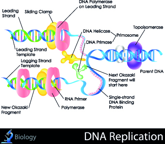 Creative Biology with Medicine infographic vector 04