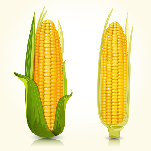 realistic corn 