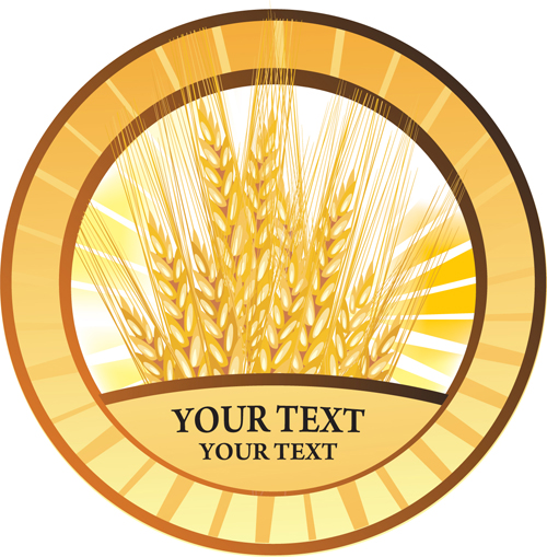Golden Wheat vector background set 05