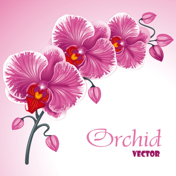 Set Exquisite with Flowers background free vector 02