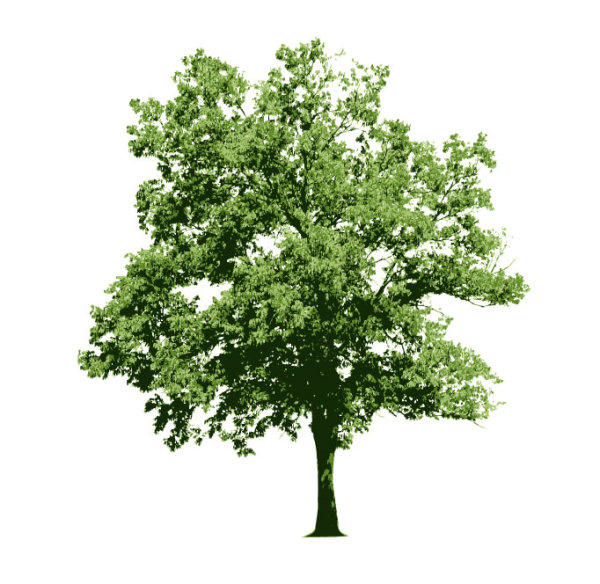 Different tree design elements vector 02