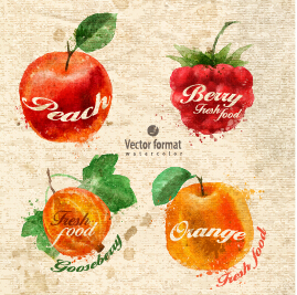 watercolor fruits drawn 