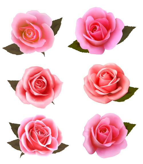 roses realistic pink 