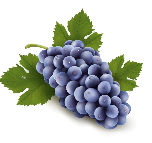realistic purple grape 