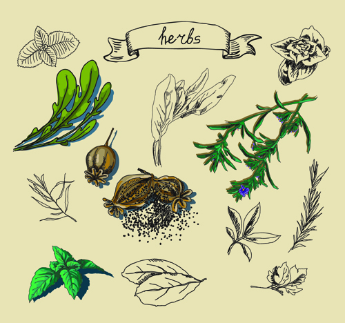 material herbs hand drawn creative 